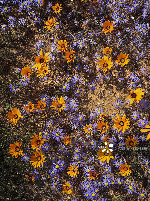 南非纳马夸兰盛开的春季花卉图片素材
