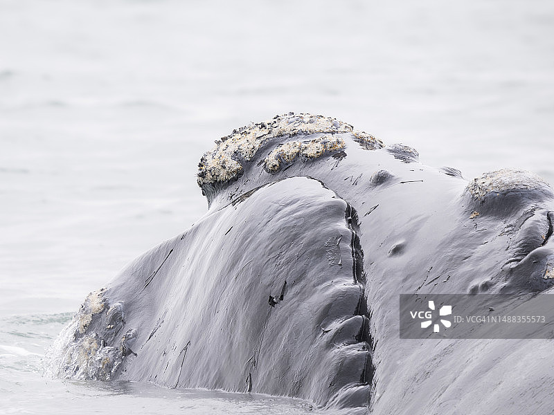 福尔斯湾的南露脊鲸图片素材