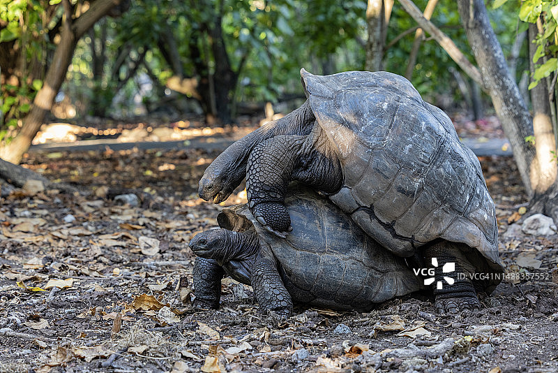 阿尔达布拉巨龟交配特写图片素材