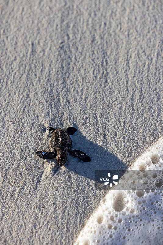 特写：极度濒危的可爱小玳瑁海龟图片素材