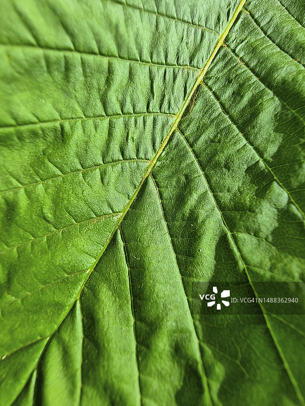 逆光下充满活力的绿叶表面图片素材