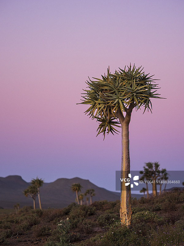 Gannabos Quiver树森林日落图片素材