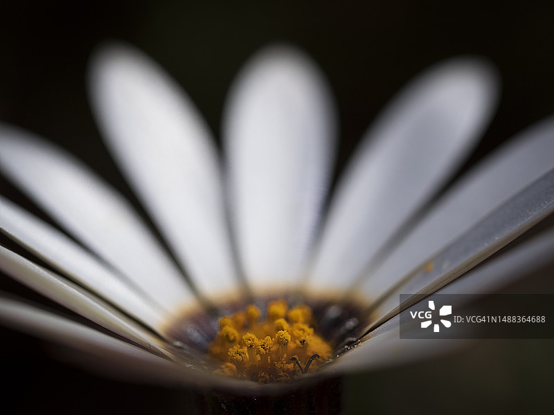 南非纳马夸兰盛开的春季花卉图片素材