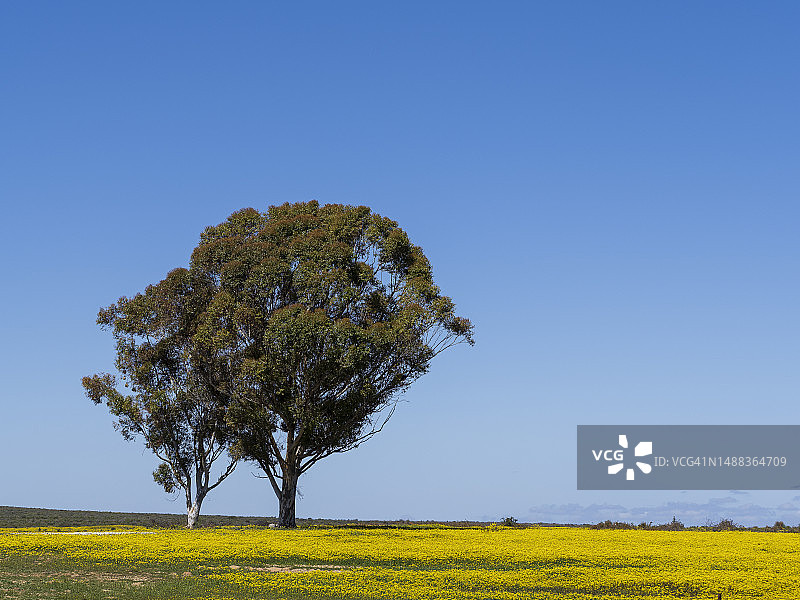南非纳马夸兰盛开的春季花卉图片素材