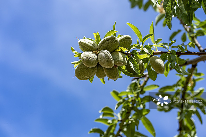 杏仁丰收，树上的绿色杏树图片素材