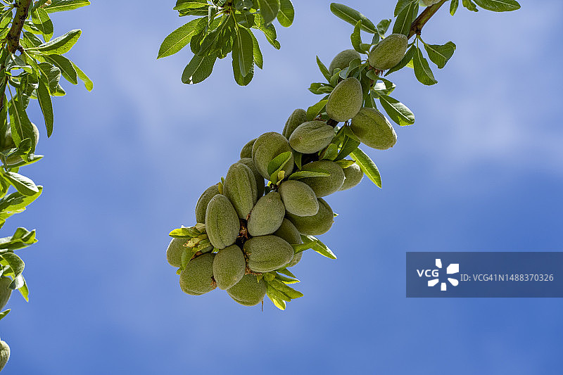 杏树与杏仁收成，树上的绿色杏树图片素材