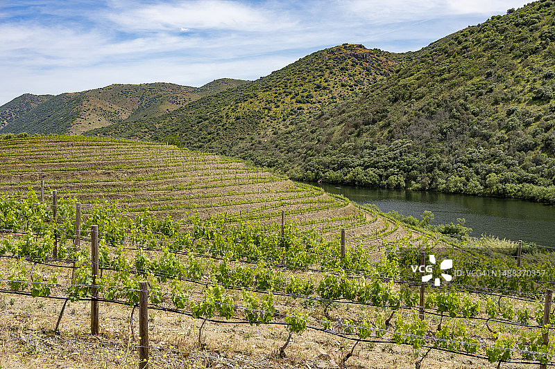 葡萄牙杜罗河谷的葡萄园图片素材