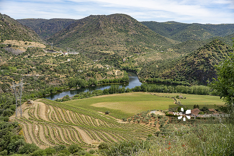 葡萄牙杜罗河谷的葡萄园图片素材