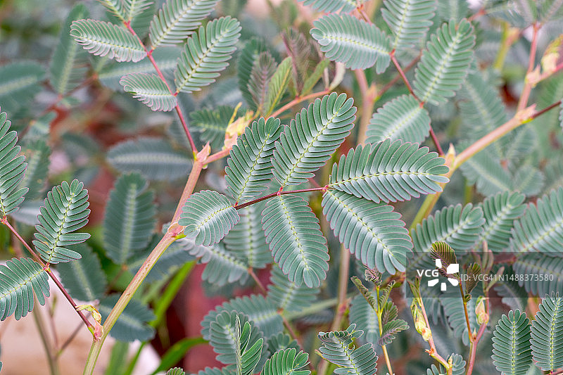 热带大树叶抽象绿色纹理自然背景图片素材