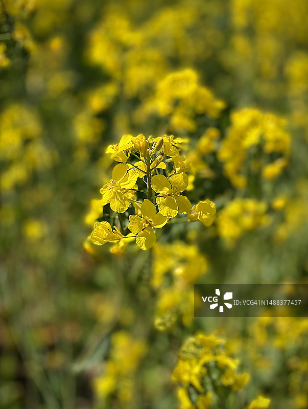 油菜籽领域图片素材