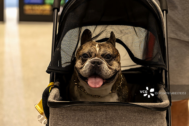 婴儿车里的狗狗图片素材