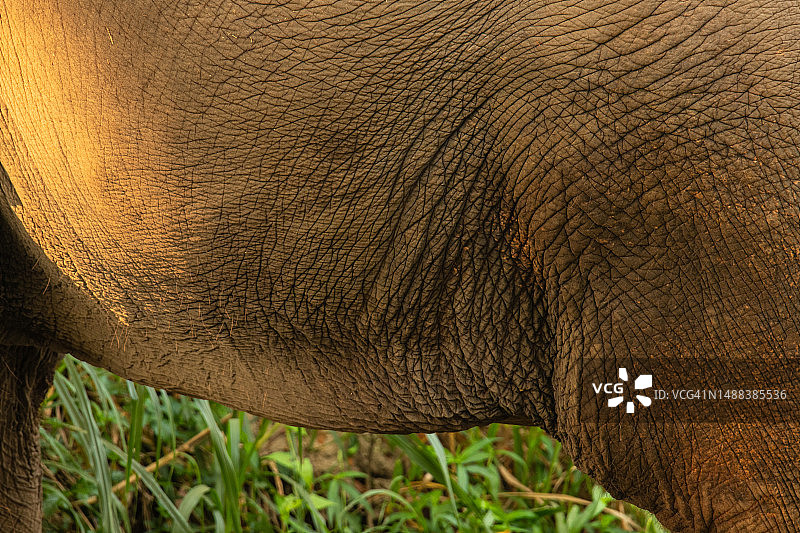大象的腹部图片素材