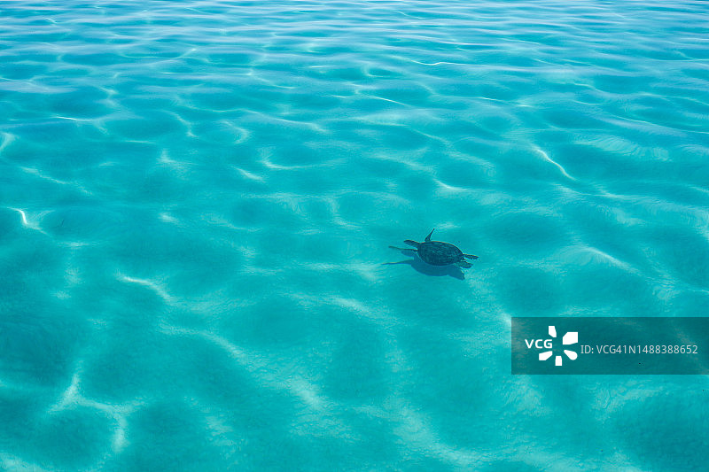 在清澈海水中游泳的海龟图片素材