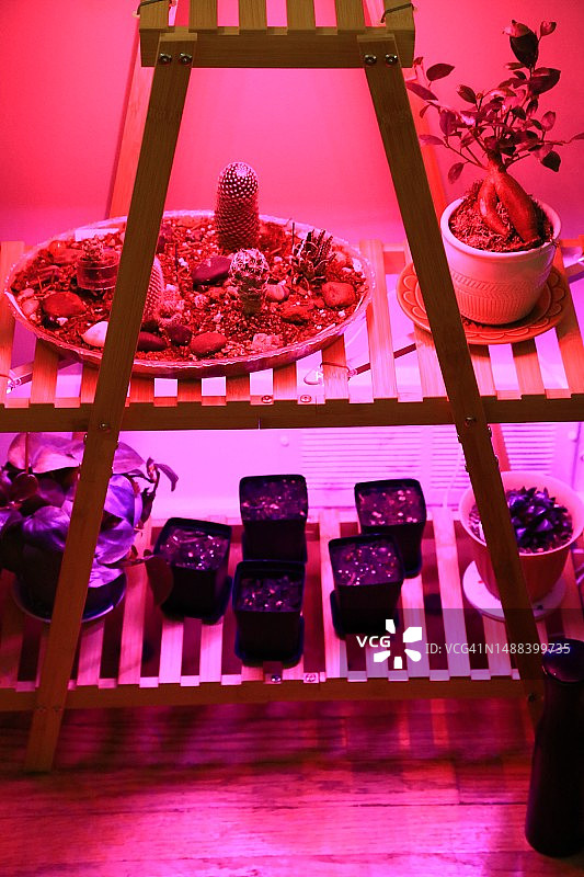 房屋植物上的人工阳光图片素材