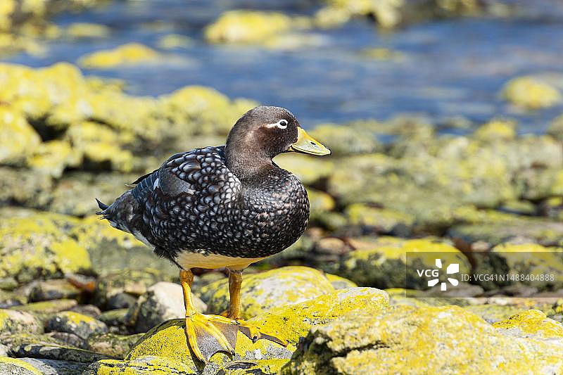 卡卡斯岛，福克兰群岛的福克兰蒸汽鸭图片素材