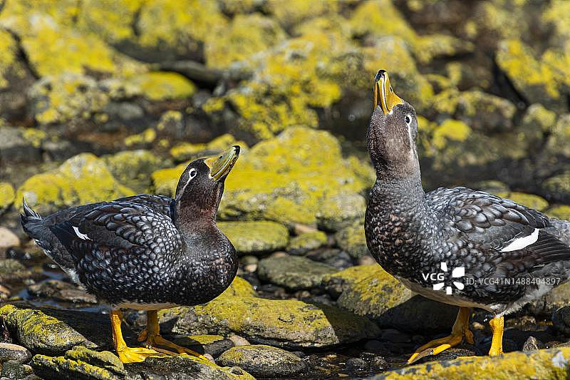 卡卡斯岛，福克兰群岛的福克兰蒸汽鸭图片素材