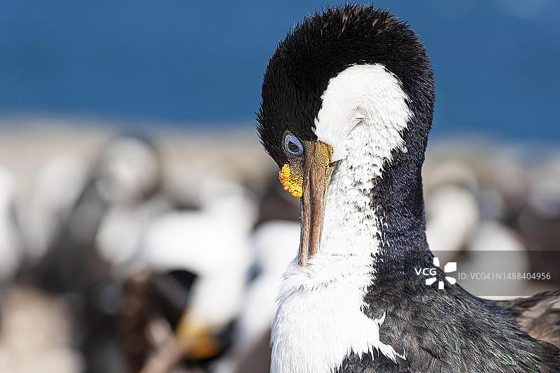 帝王海鸬鹚，海狮岛，福克兰群岛图片素材