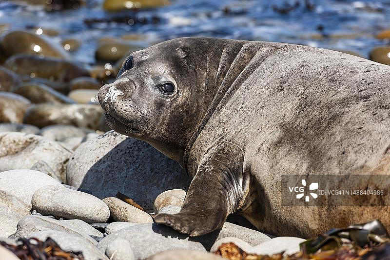 福克兰群岛卡卡斯岛的雌性南象海豹图片素材