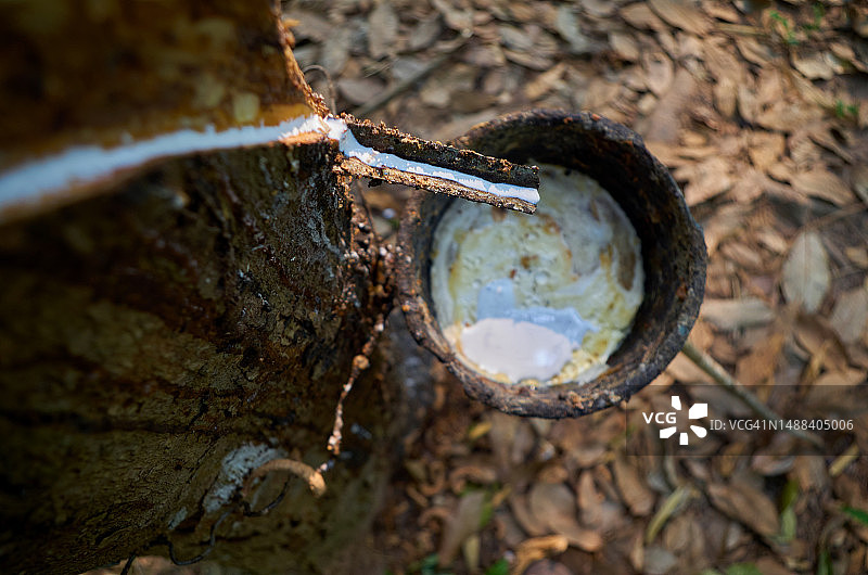 生锈的碗盛着从橡胶树流出的乳胶图片素材