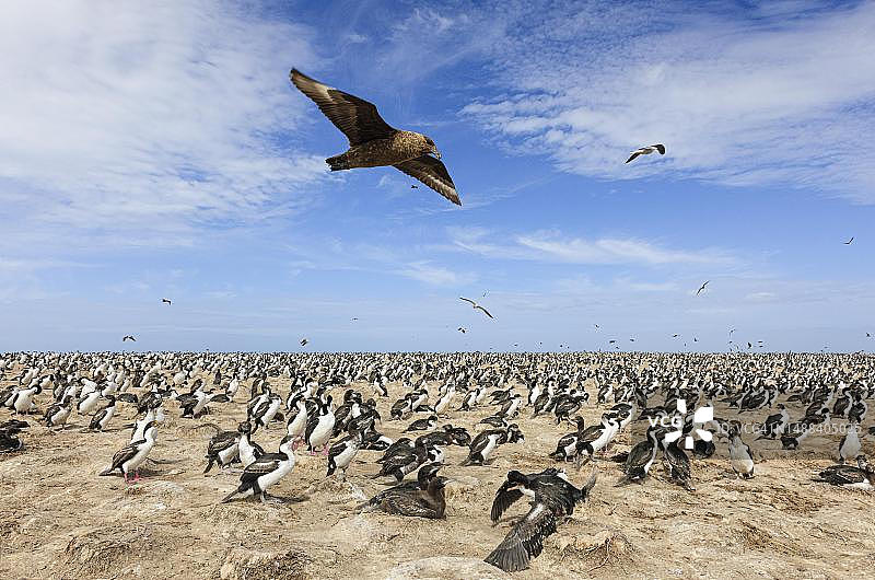 北极贼鸥飞越皇家鸬鹚栖息地，布莱克岛，福克兰群岛图片素材