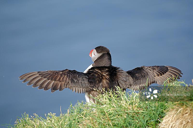 展开翅膀的海鹦，夏季，博尔加峡湾，冰岛东部图片素材