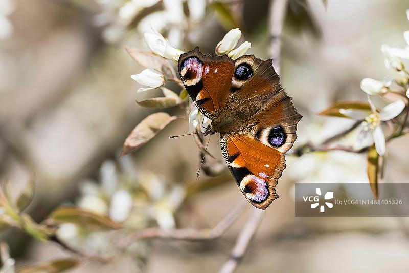 德国，在 flowering common rock pear 树枝上的欧洲孔雀蛱蝶图片素材