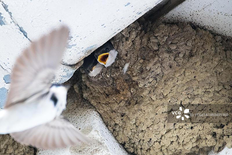 德国韦尔伯特：家燕亲鸟飞向巢穴，雏鸟探头图片素材