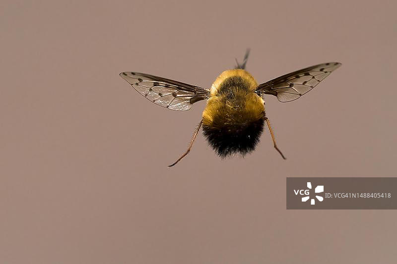 飞行中的斑点蜂鸟蛾，黑森州，德国图片素材