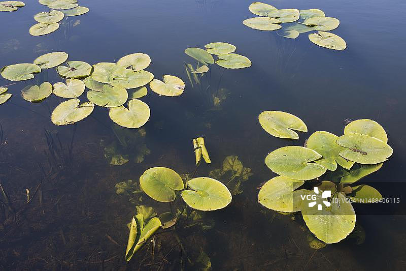 德国下萨克森州埃姆斯兰的黄色睡莲图片素材