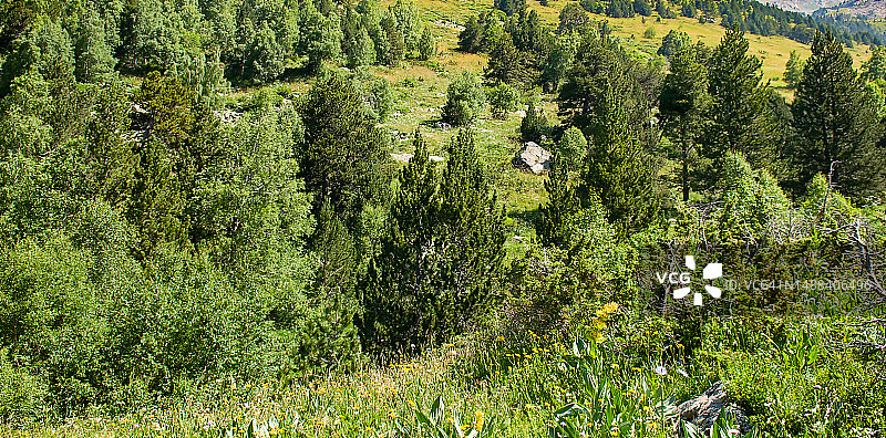 风景如画的山坡、高山草甸和针叶树图片素材