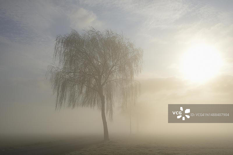 德国北莱茵-威斯特法伦州阳光下的雾中落叶树图片素材