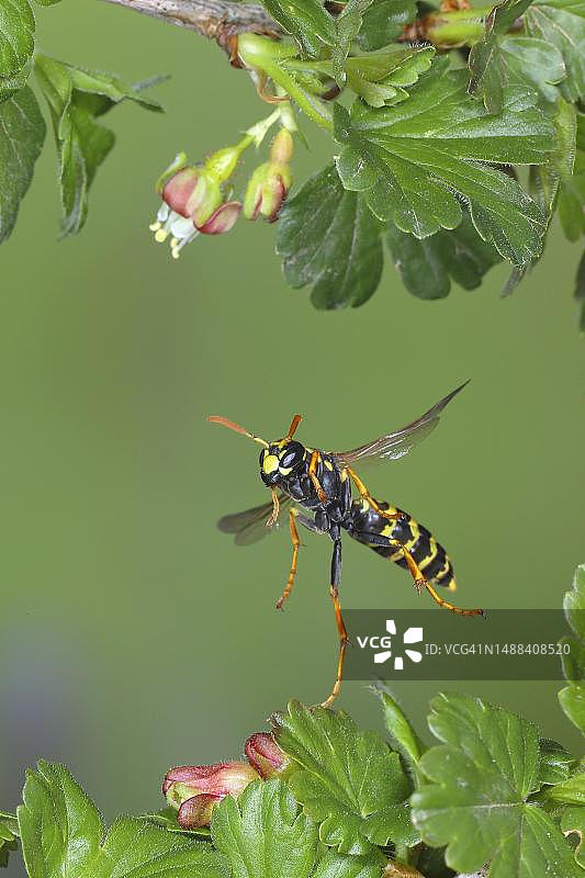 飞行中的欧洲纸胡蜂（Polistes dominula），德国北莱茵-威斯特法伦锡格地区图片素材