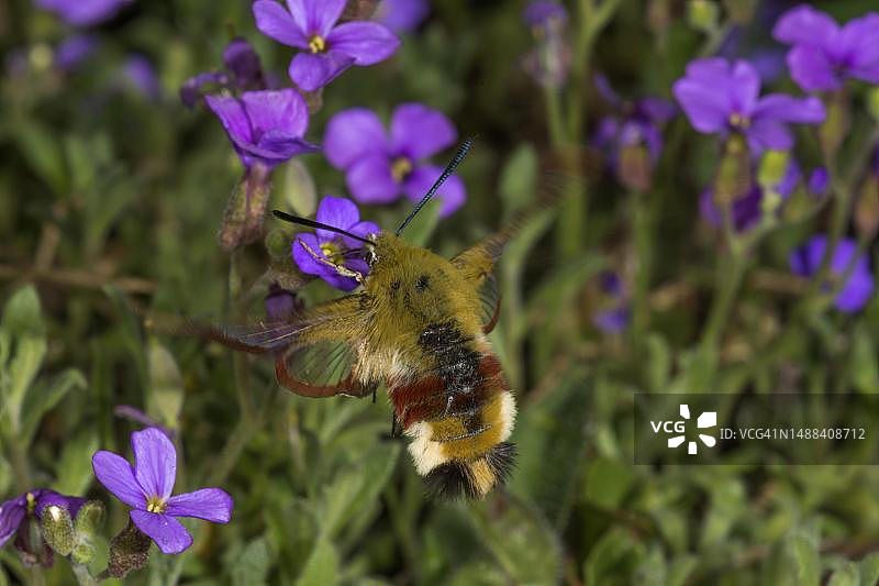 宽边蜂鸟蛾在蓝色香彩雀上吸食花蜜，德国巴登-符腾堡图片素材