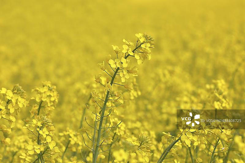 德国北莱茵-威斯特法伦州春天田野里盛开的油菜花图片素材