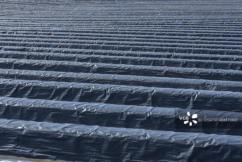 德国巴伐利亚州埃肯塔尔的黑色箔纸覆盖的芦笋田图片素材