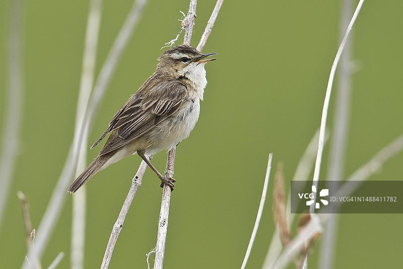 芦苇莺，德国下萨克森州图片素材