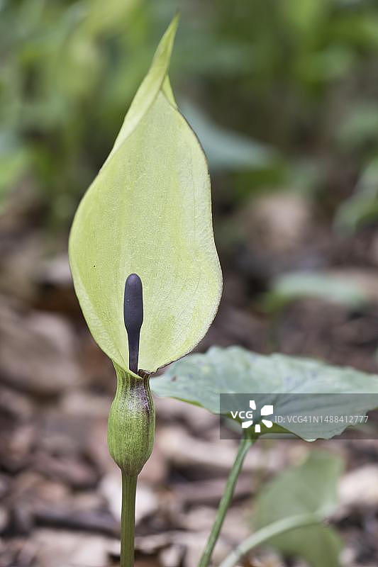 德国下萨克森州埃姆斯兰的斑叶疆南星图片素材