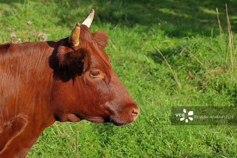 家养牛（欧洲牛），施泰因巴赫红色高地牛，动物肖像，一种正在重新饲养的古老品种，德国黑森州海格尔-施泰因巴赫图片素材