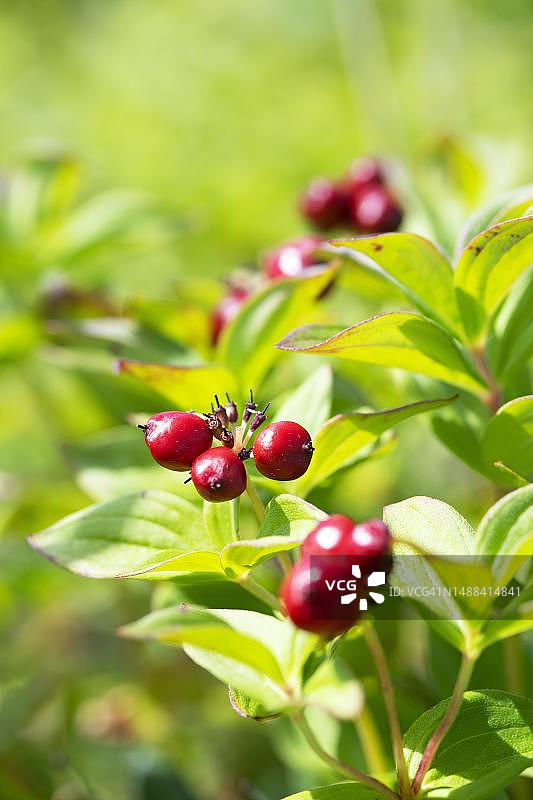 开花的浆果浆果，卡特迈，阿拉斯加，美国图片素材