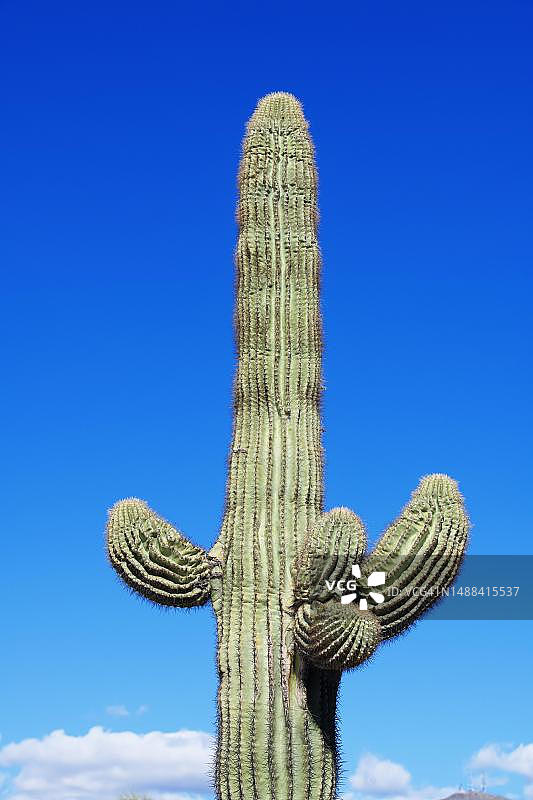 仙人掌，美国亚利桑那州凤凰城图片素材