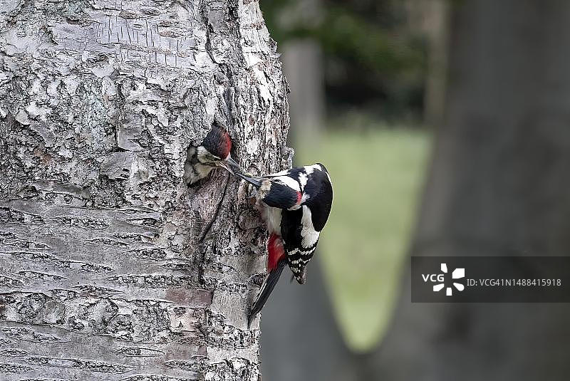 大斑啄木鸟在繁殖洞前，用喙里的食物喂养幼鸟，德国柏林图片素材