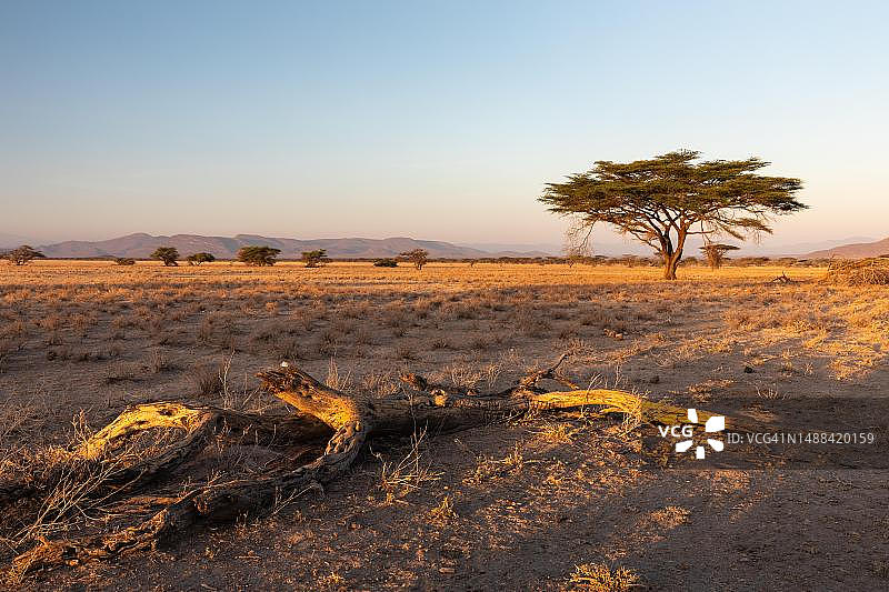 肯尼亚桑布鲁国家保护区内的树木和枯木图片素材