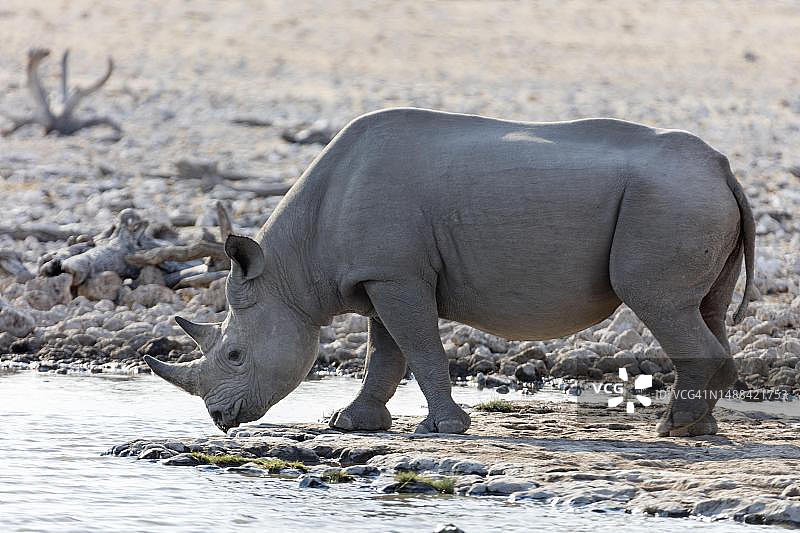 白犀牛在纳米比亚埃托沙国家公园水坑图片素材