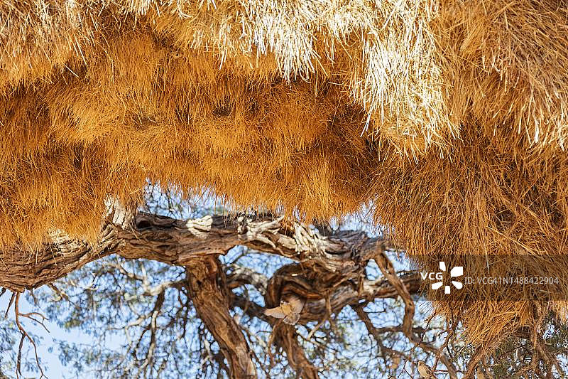 织巢鸟，巢，纳米比亚图片素材