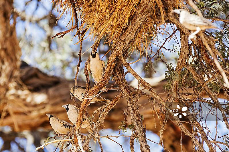 织布鸟，索苏斯维利，纳米比亚图片素材