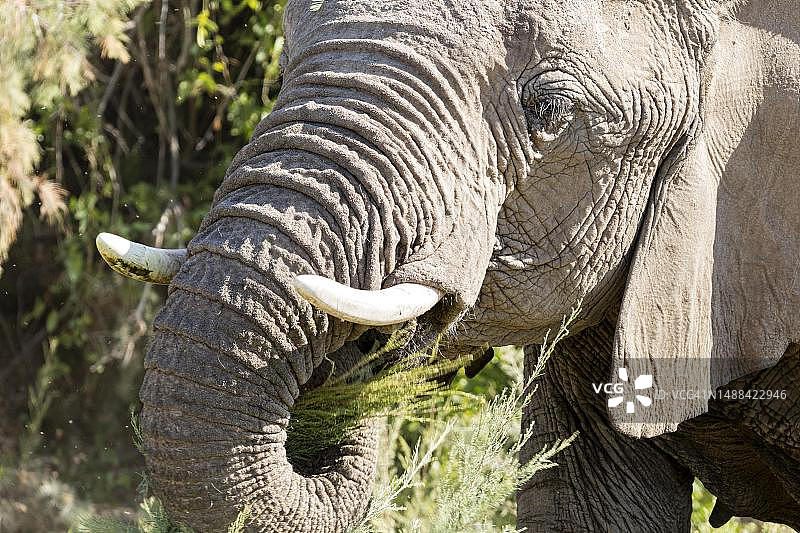 非洲森林象，纳米比亚图片素材
