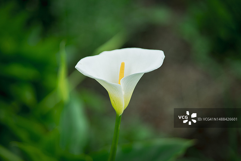 骄傲地站立图片素材