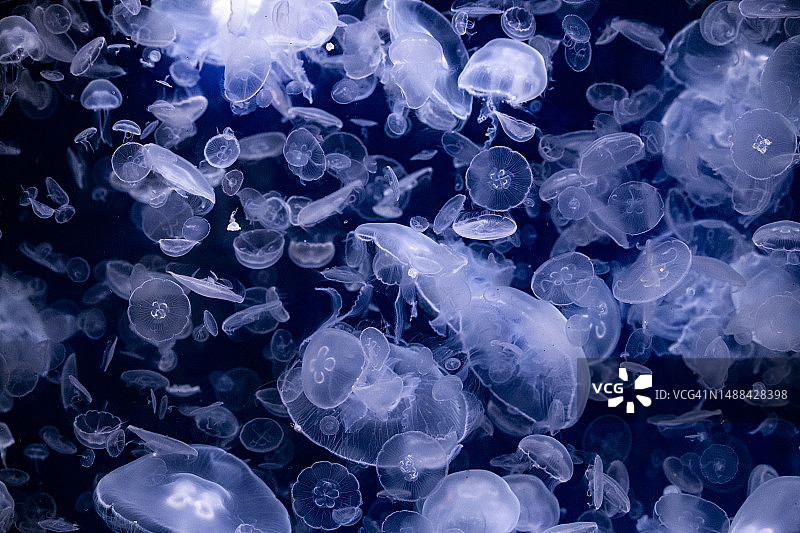 英国水族馆里的大量小型水母图片素材