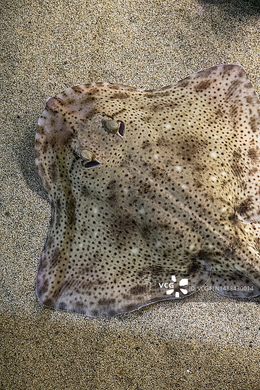 水族箱中的英国鳐鱼图片素材