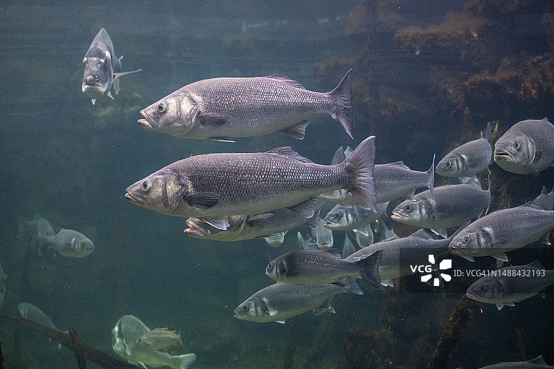 英国水族馆大型水箱中的鲈鱼图片素材